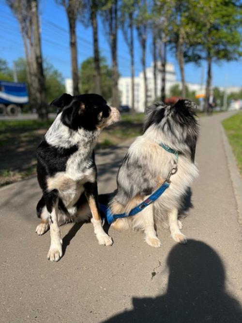 На этой неделе у собак был бассейн в понедельник. 04