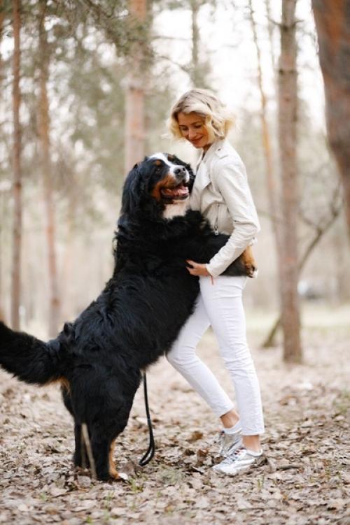 Как вам идея фитнес тура с собаками? 03