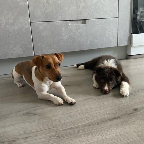 Мы окончательно приучились к клетке и спокойно оставаться дома! 01 Мы окончательно приучились к клетке и спокойно оставаться дома! 01