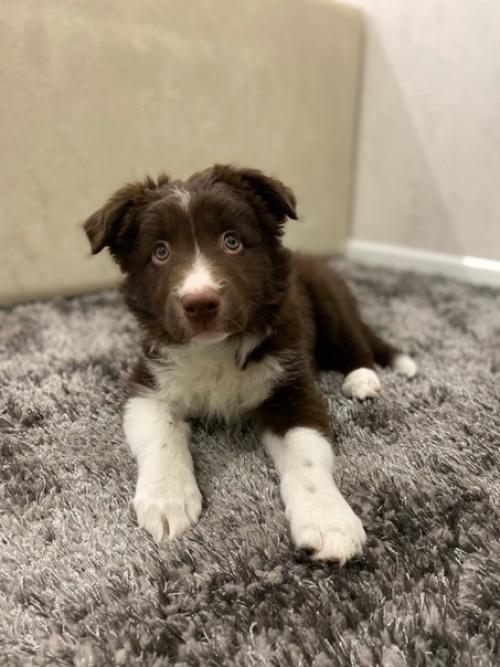 Мы окончательно приучились к клетке и спокойно оставаться дома! 04 Мы окончательно приучились к клетке и спокойно оставаться дома! 04