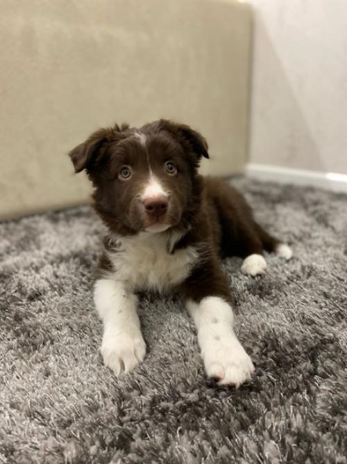 Мы окончательно приучились к клетке и спокойно оставаться дома! 03 Мы окончательно приучились к клетке и спокойно оставаться дома! 03