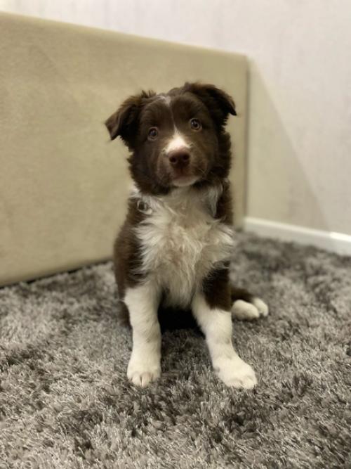 Мы окончательно приучились к клетке и спокойно оставаться дома! 02 Мы окончательно приучились к клетке и спокойно оставаться дома! 02