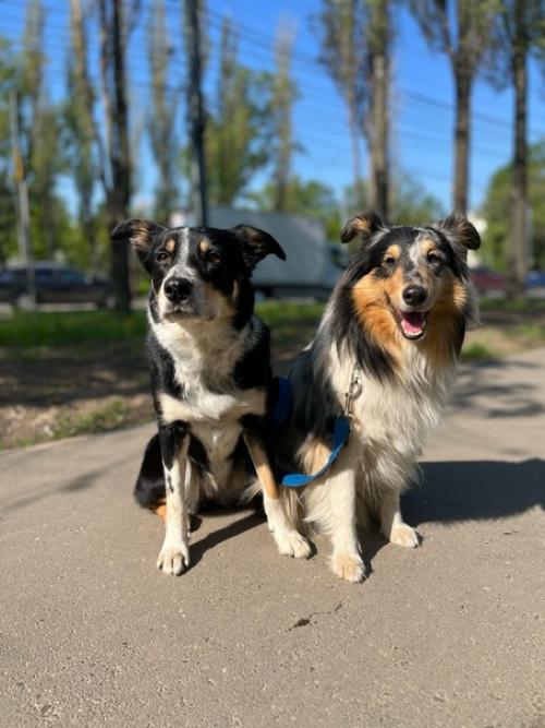 На этой неделе у собак был бассейн в понедельник. 05