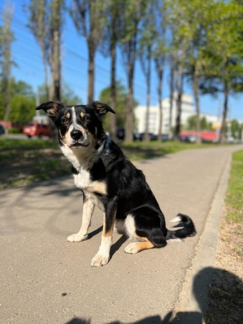 На этой неделе у собак был бассейн в понедельник. 03