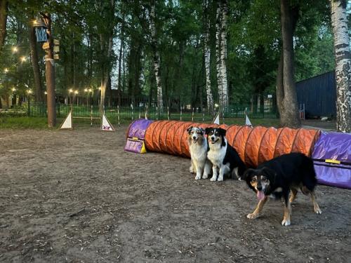 На этой неделе у собак был бассейн в понедельник. 06
