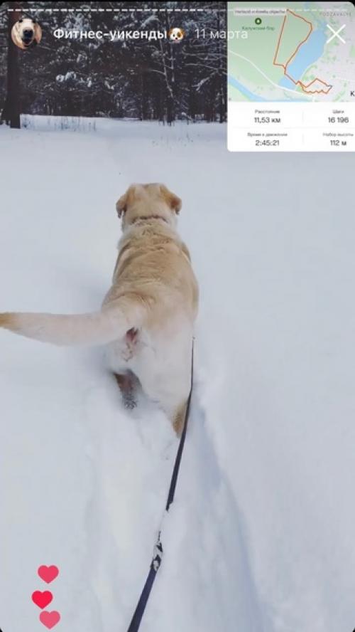 История толстого Лабрадора. 03 История толстого Лабрадора. 03