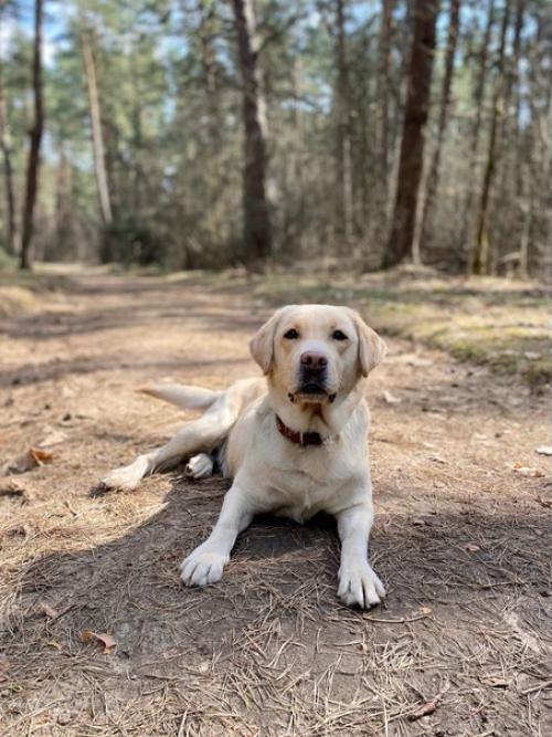 История толстого Лабрадора. 05 История толстого Лабрадора. 05