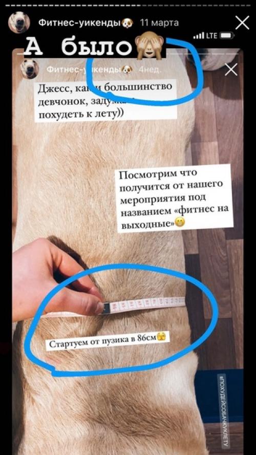 История толстого Лабрадора. 01 История толстого Лабрадора. 01