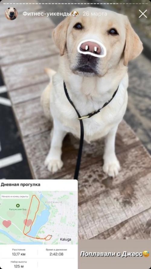 История толстого Лабрадора. 04 История толстого Лабрадора. 04