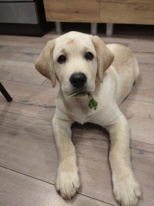 Доброе утро!  Хочу вас познакомить с моим новым ребенком. 04