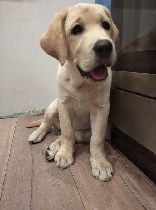 Доброе утро!  Хочу вас познакомить с моим новым ребенком. 05