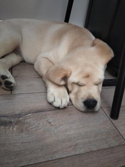 Доброе утро!  Хочу вас познакомить с моим новым ребенком. 02