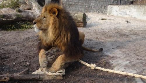 News_Lions_. Львы из калининградского зоопарка фитнесом занялись. 01 News_Lions_. Львы из калининградского зоопарка фитнесом занялись. 01