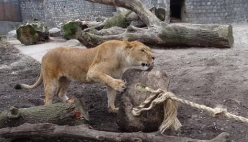 News_Lions_. Львы из калининградского зоопарка фитнесом занялись. 02 News_Lions_. Львы из калининградского зоопарка фитнесом занялись. 02