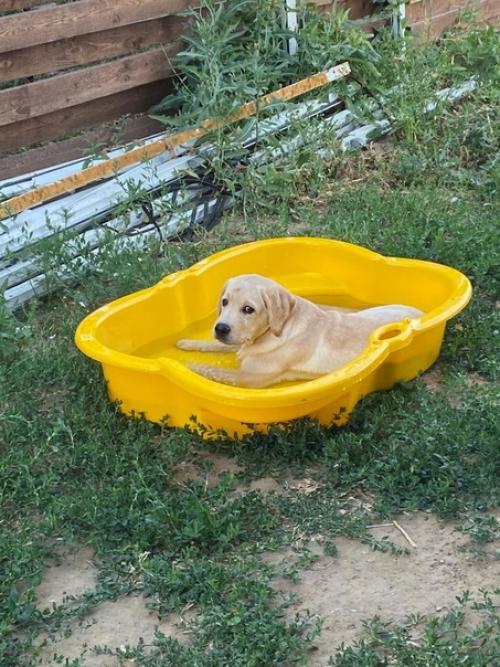 Доброе утро!  Хочу вас познакомить с моим новым ребенком. 06