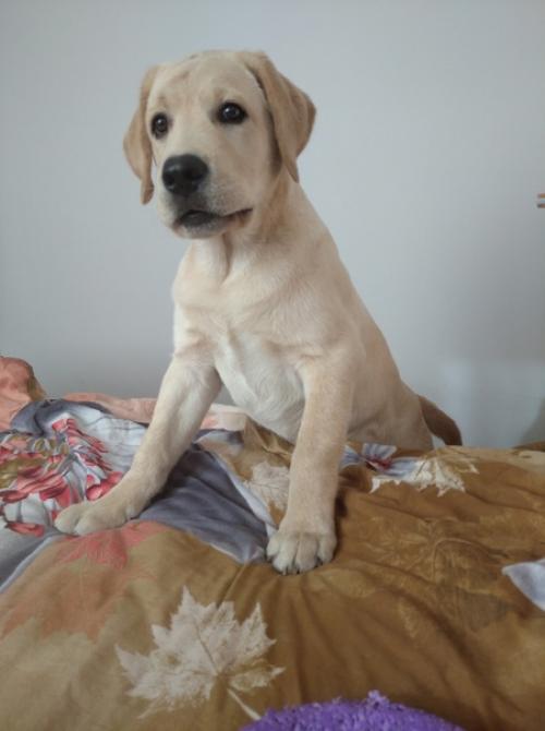 Доброе утро!  Хочу вас познакомить с моим новым ребенком. 08