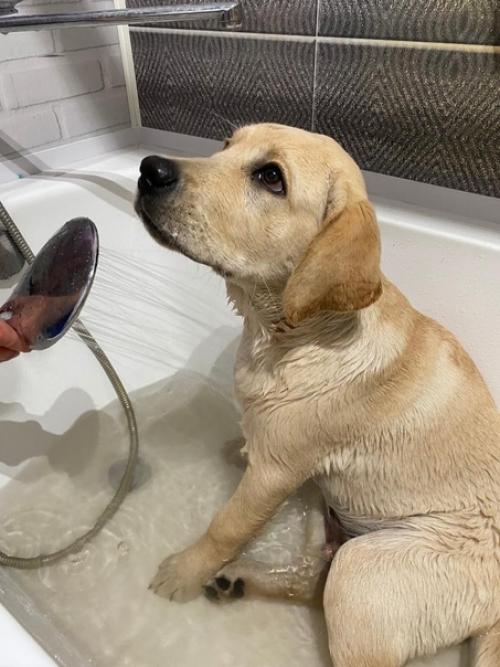 Доброе утро!  Хочу вас познакомить с моим новым ребенком. 09