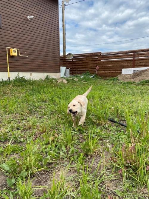 Доброе утро!  Хочу вас познакомить с моим новым ребенком. 03