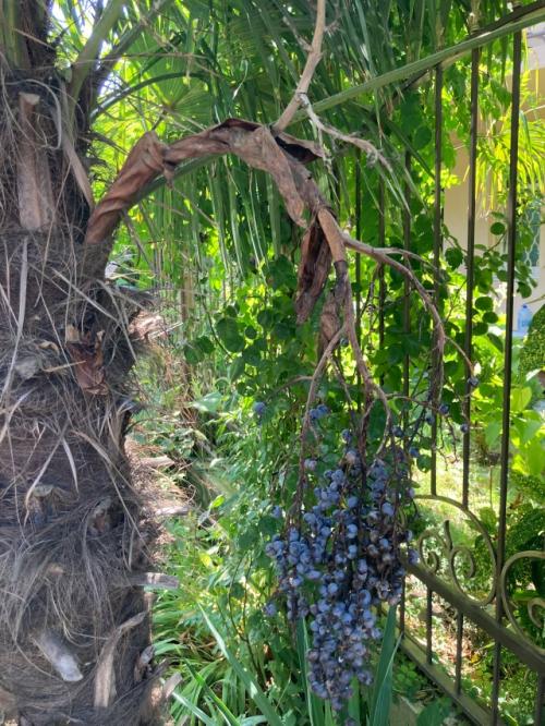 Остановились в гостевом доме у Виктории в Солониках. 05 Остановились в гостевом доме у Виктории в Солониках. 05