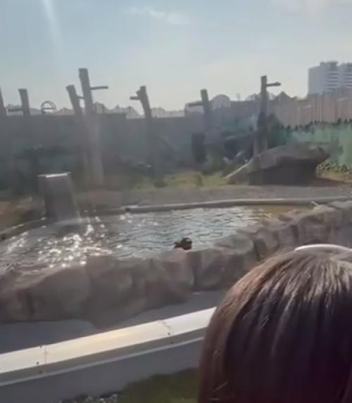 Эпизод 426.  Медвежий инцидент. 01