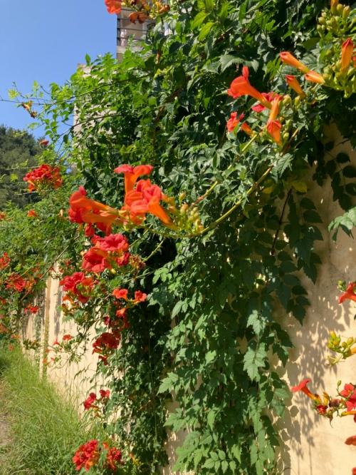 Остановились в гостевом доме у Виктории в Солониках. 03 Остановились в гостевом доме у Виктории в Солониках. 03