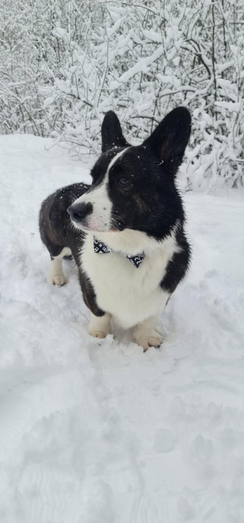 1 января - трёхчасовая прогулка по сказочному лесу. 01