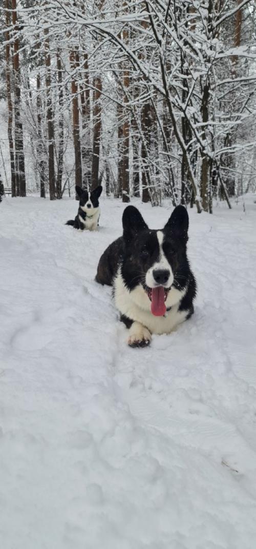 1 января - трёхчасовая прогулка по сказочному лесу. 03