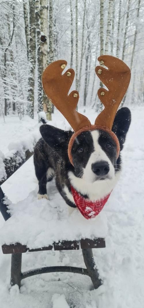 1 января - трёхчасовая прогулка по сказочному лесу. 05