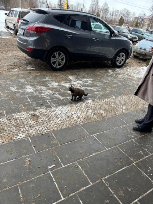 Всем привет!   Рядом с фитнес-клубом атлетика периодически эта очаровательная кошечка появляется. 02