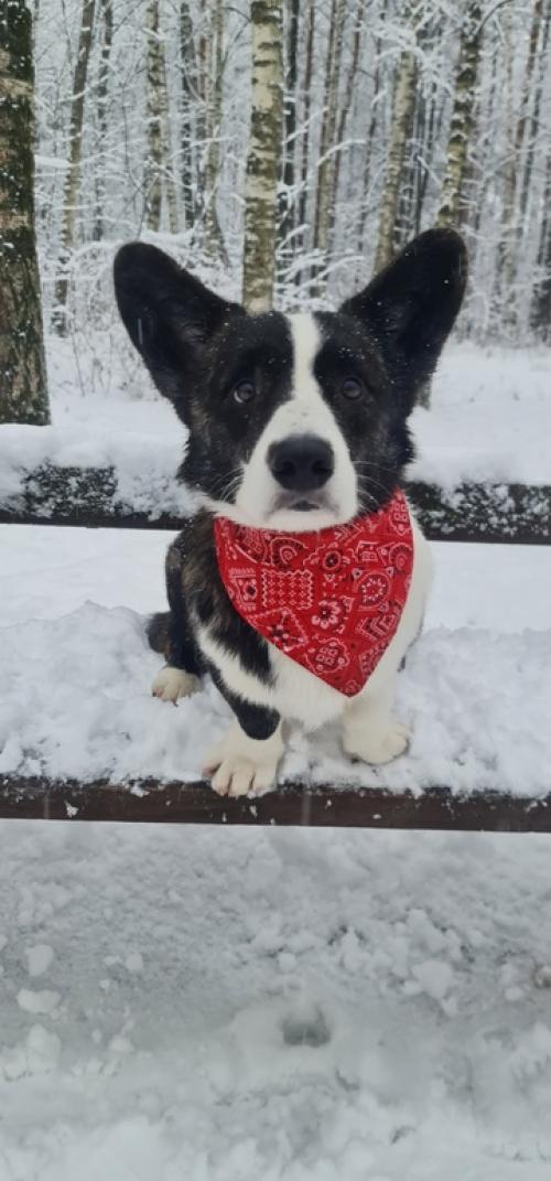 1 января - трёхчасовая прогулка по сказочному лесу. 08