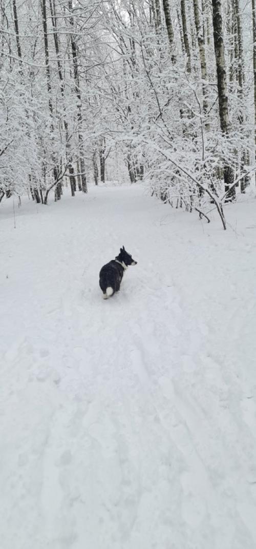 1 января - трёхчасовая прогулка по сказочному лесу. 04