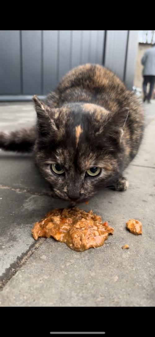 Всем привет!   Рядом с фитнес-клубом атлетика периодически эта очаровательная кошечка появляется. 01