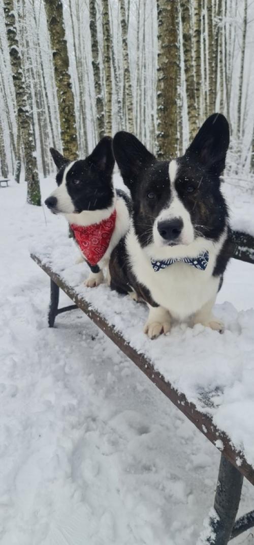 1 января - трёхчасовая прогулка по сказочному лесу. 02