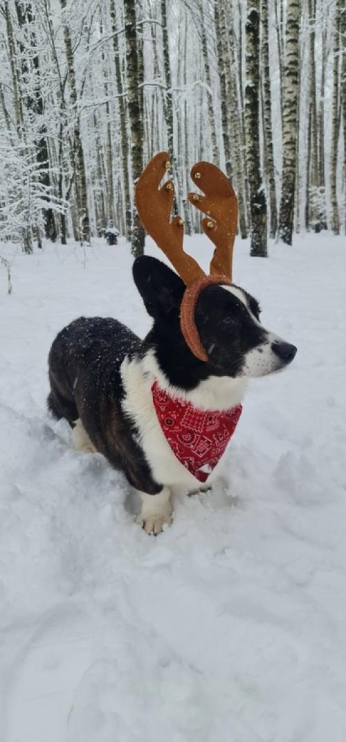 1 января - трёхчасовая прогулка по сказочному лесу. 07