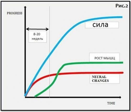 Как часто менять программу тренировок? 02 Как часто менять программу тренировок? 02
