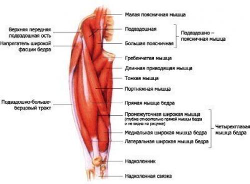 Приводящие мышцы это какие. Мышцы бедра латеральная группа. Гребенчатая мышца бедра. Большая и длинная приводящая мышца. Приводящие мышцы бедра анатомия.