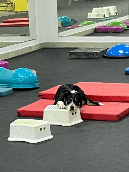 Последняя неделька перед НГ прошла на больничном, но это совсем не повод не работать и не делать дела, и не тренировать своих. 05