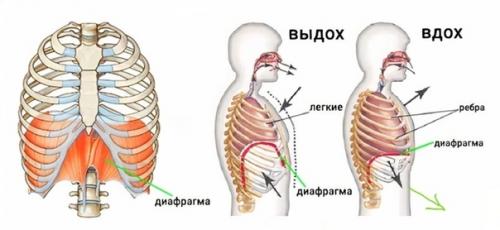 Дыхание и живот. 01 Дыхание и живот. 01