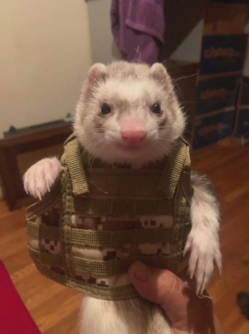 Такая разновидность фитнеса как Скандинавская Ходьба появилась из-за потребности в тренировке лыжников в летнее время. 01