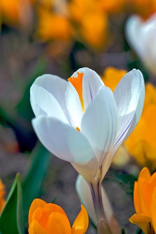 Доброе утро. Улыбнись, когда на небе тучи. 04