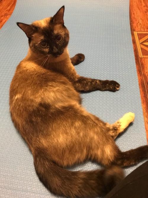 Чтобы держаться в форме, стараюсь много ходить и делаю упражнения дома с гантелями. 01