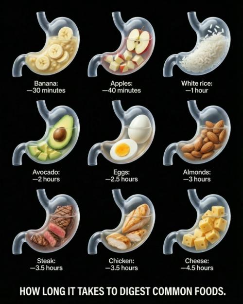 Ваш желудок работает по расписанию, и каждая пища переваривается с разной скоростью. 03