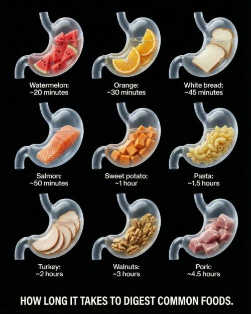 Ваш желудок работает по расписанию, и каждая пища переваривается с разной скоростью. 02