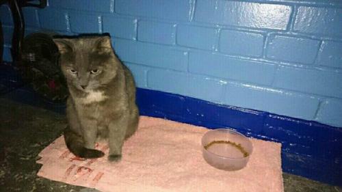 Спб, Колпино!  SOS, Help! 02