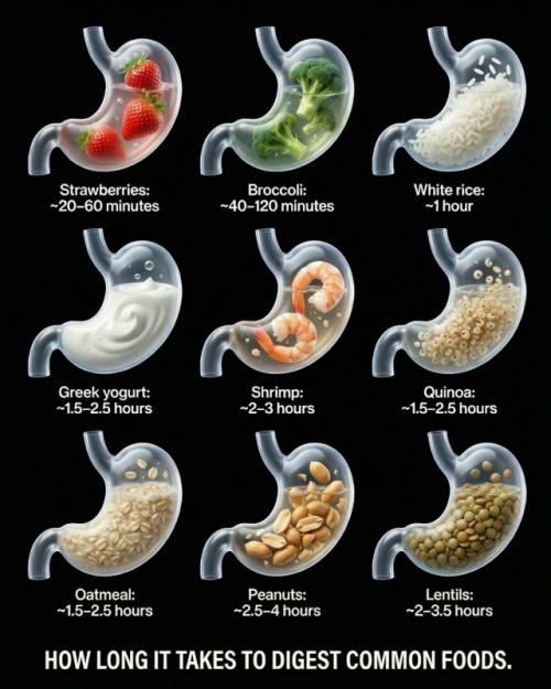 Ваш желудок работает по расписанию, и каждая пища переваривается с разной скоростью. 
