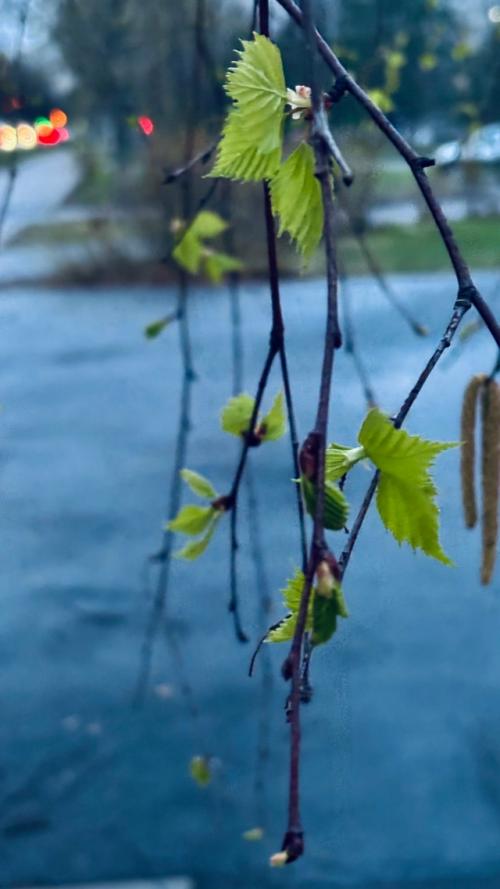 По дороге домой. 08