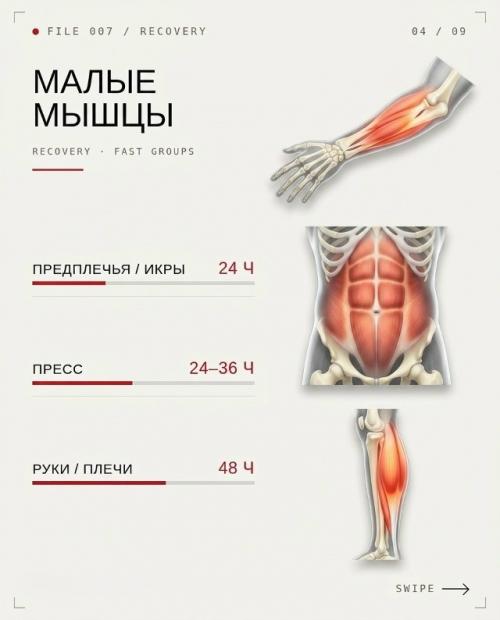 Сколько времени нужно мышцам для роста. 03
