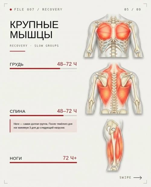 Сколько времени нужно мышцам для роста. 04
