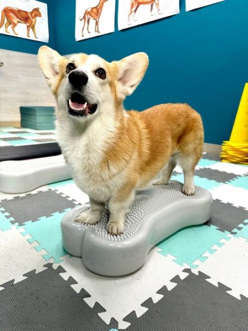 Дог - фитнес является эффективным средством реабилитации животных, которые страдают различными заболеваниями и травмами. 01