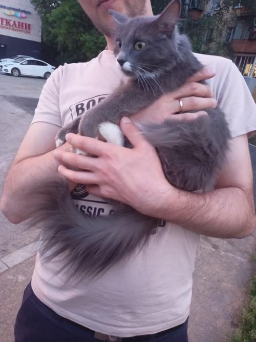 Нашли кошечку, женщина сказала ее выкинули соседи, сидела возле фэмели фитнес, мяукала искала хозяев своих, сказали сидит уже пару дней. 01